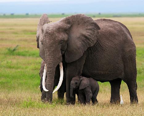 ubojnia drobiu Wielkopolskie