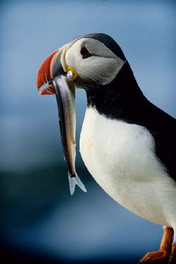 ukladanie płytek Niekursko