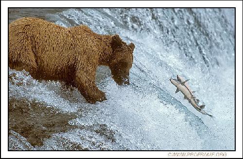 ubojnie drobiu Wielkopolskie