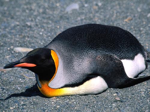 pranie dywanów Piła