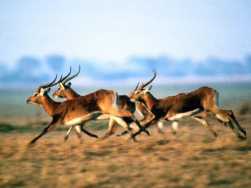 Piła firmy budowlane