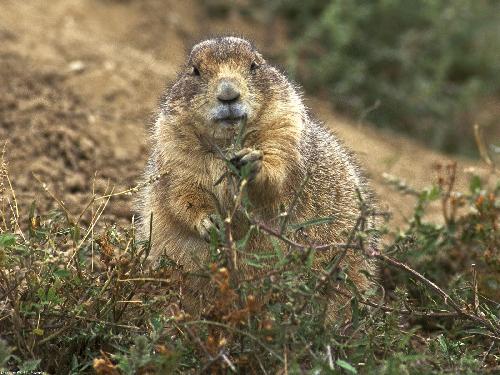 firma budowlana Piła