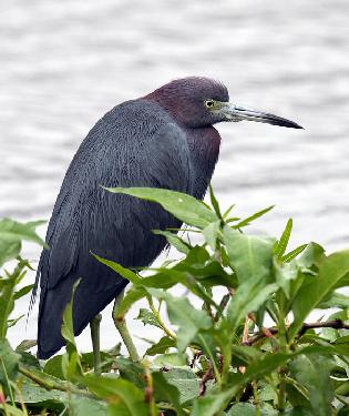 Pila firma remontowa