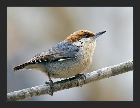 firma budowlana w Pile