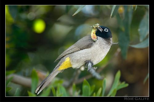 tapety ścienne sklep internetowy