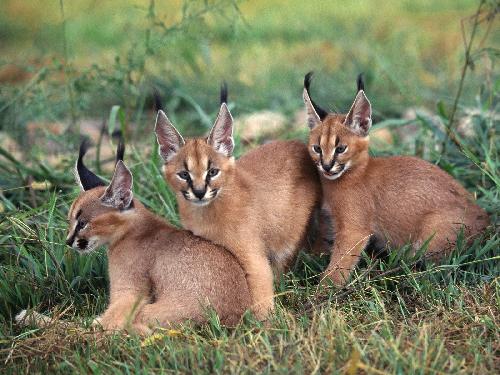 uslugi budowlane Pila