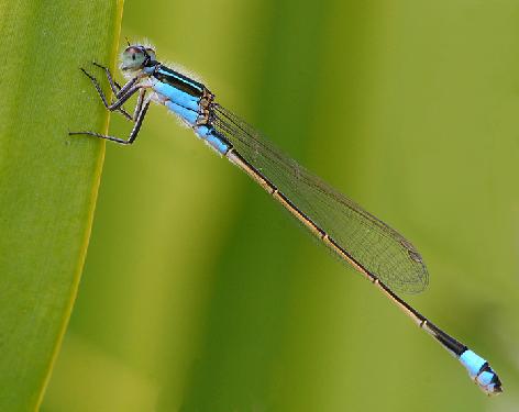 Piła firmy remontowe