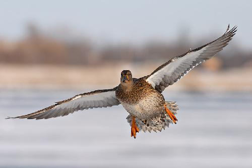 Piła biura podróży Piła biura podróży