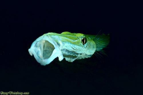 torebki damskie skórzane