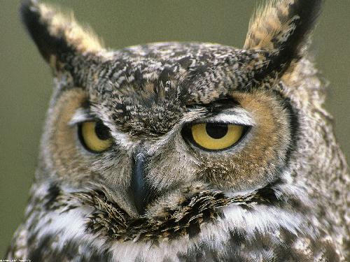 Piła firmy remontowe