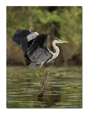 ukladanie płytek Niekursko