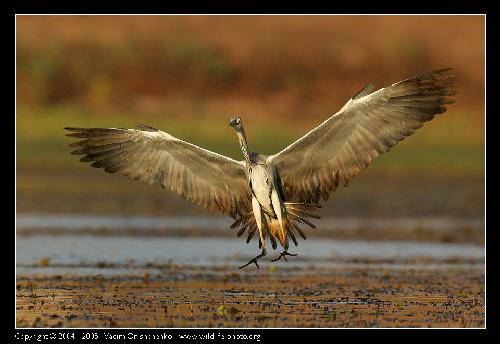 tapetowanie Rogoźno