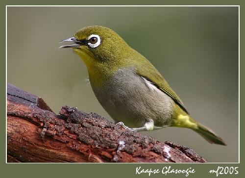 Piła firmy remontowe