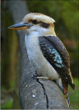 Pila remont mieszkania