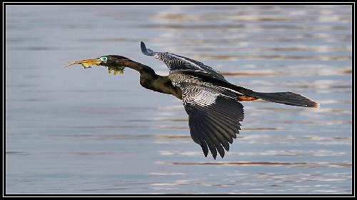 Pila firma remontowa