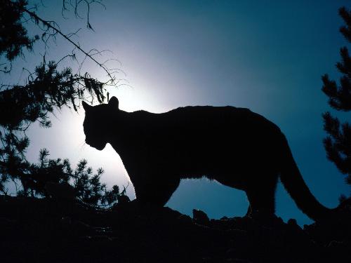 tapety ścienne nowoczesne