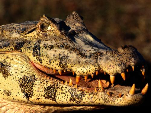 firmy budowlane Pila