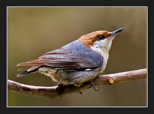 tapety ścienne sklep internetowy