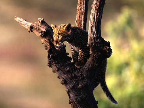 firma budowlana Pila