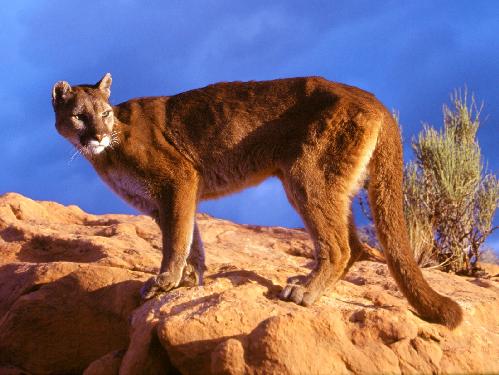 ubojnie drobiu Wielkopolskie