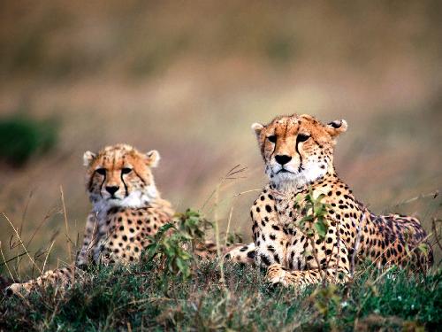 lista firm budowlanych Piła