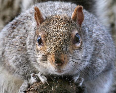 usługi wykończeniowe Piła
