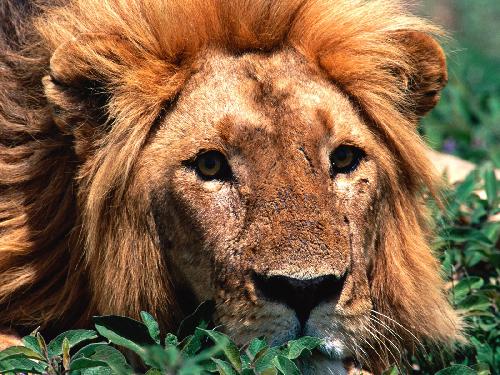 strony internetowe Piła