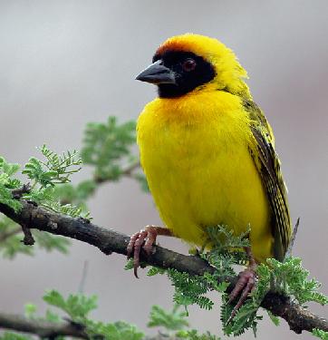 firma remontowa Piła