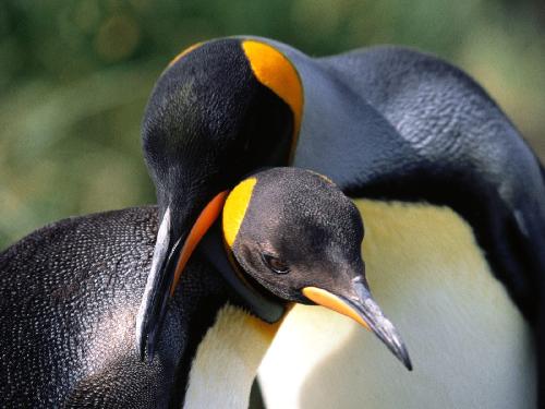 lista firm remontowych Piła