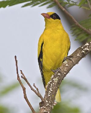ekskluzywne torebki damskie