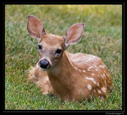 Piła firmy budowlane