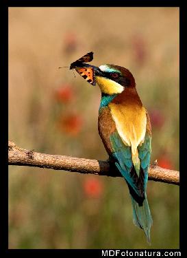 torebki damskie skórzane