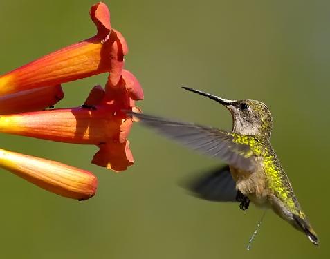 Piła firmy budowlane