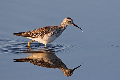 układanie podłóg Piła