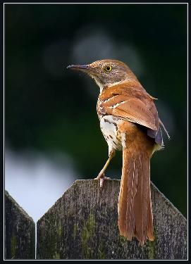 szkoła językowa Piła