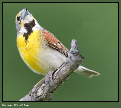 usługi ogrodnicze Piła