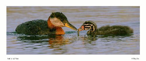 duże rozmiary Poznań