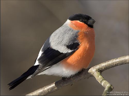 Piła firmy remontowe