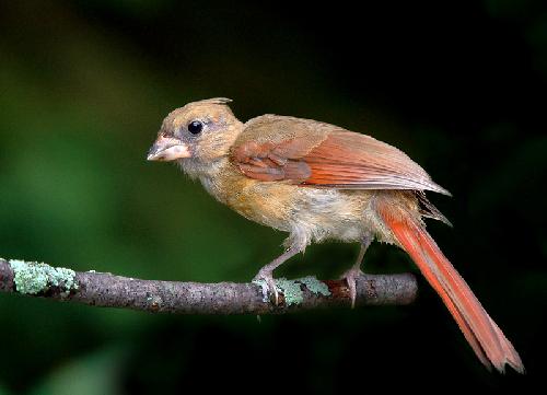Piła biura podróży