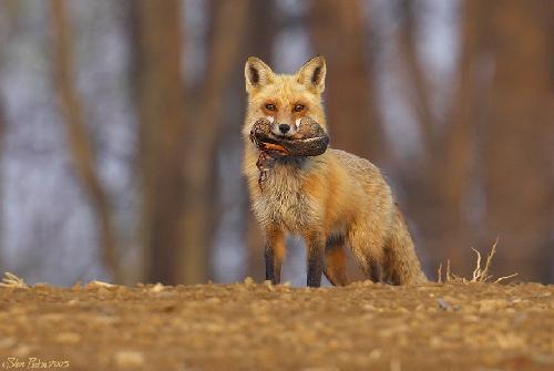 Piła biura podróży