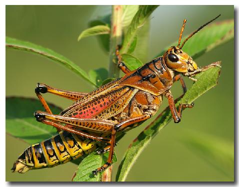 ekskluzywne tapety ścienne