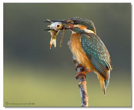 firma budowlana Pila