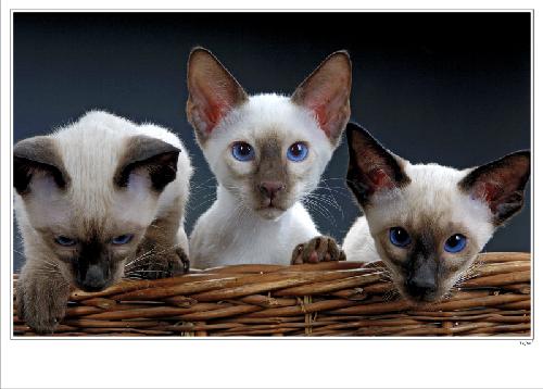 usługi ogrodnicze Piła