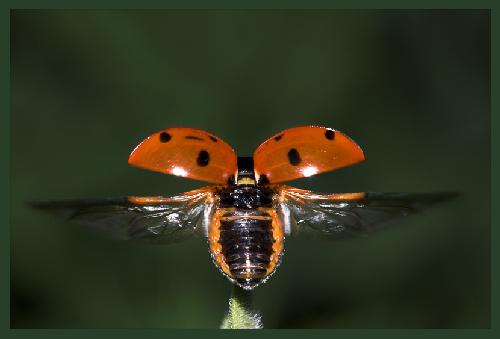 sklep internetowy torebki damskie