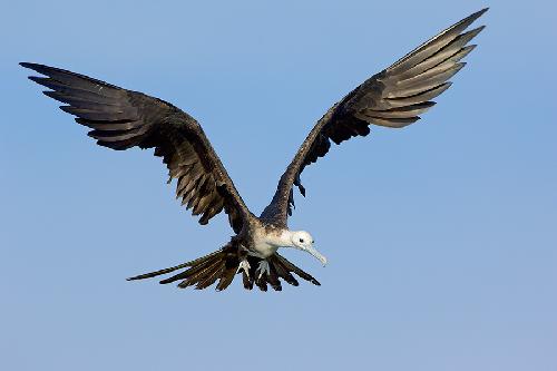 Pila firmy remontowe