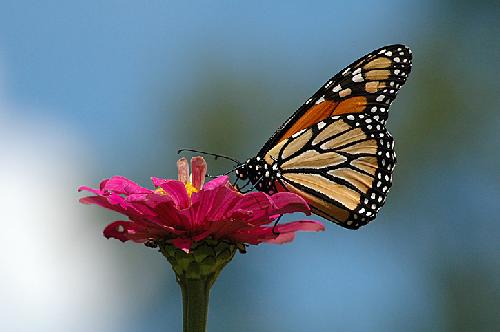 torebki damskie skórzane