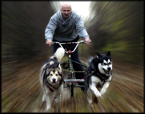 ubojnia drobiu Wielkopolska