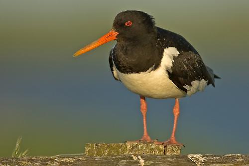 remont mieszkania Piła