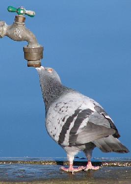 firma wykończeniowa Piła