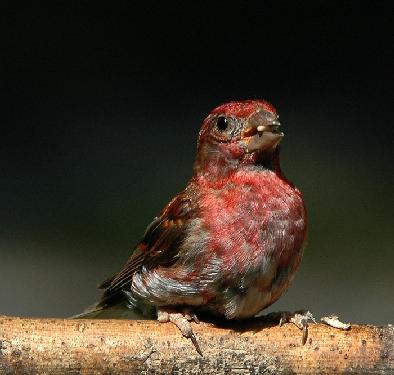 firma remontowa Pila